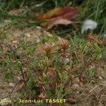 Trifolium bocconei Natur