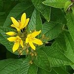 Lysimachia vulgaris Květ