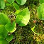 Maianthemum canadense Hoja