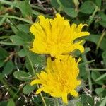 Hieracium villosum Flower
