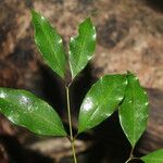 Eugenia oerstediana Leaf