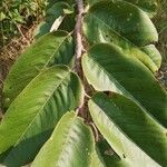 Annona senegalensis Blad