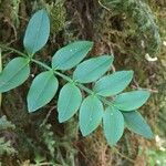 Campsidium valdivianum Hoja