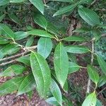 Osmanthus decorus Blatt