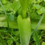 Dactylorhiza majalis Leaf