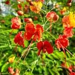 Caesalpinia pulcherrimaÕis