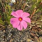 Cosmos bipinnatus Blüte