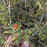 Lycium berlandieri Leaf