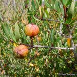 Tetracoccus dioicus Fruit