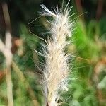 Bothriochloa barbinodisFroito