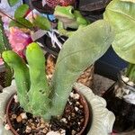 Echinopsis lageniformis Hoja
