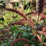 Cenchrus pedicellatus Flower