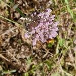 Allium polyanthum ফুল