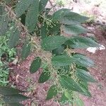 Trema micranthum Leaf