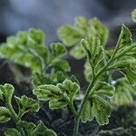 Asplenium lepidum Leaf