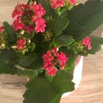 Kalanchoe crenataHábito