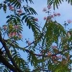 Albizia vaughanii