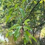 Prunus rivularis Blad