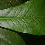 Clavija costaricana Leaf