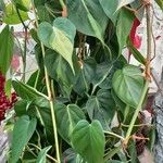 Philodendron hederaceum Fulla