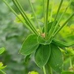 Euphorbia virgata পাতা