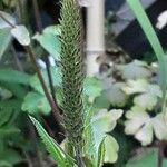 Veronica longifolia 花