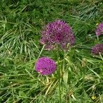 Allium nigrum Blüte