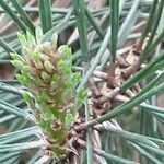 Pinus nigra पत्ता