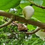 Magnolia sieboldii Blomst