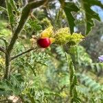 Solanum sisymbriifoliumLeaf