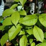 Stewartia rostrata Hoja