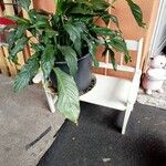 Spathiphyllum cannifoliumΛουλούδι