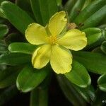 Hibbertia bouletii