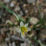 Nothoscordum bivalve Flor