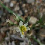 Nothoscordum bivalve Blodyn