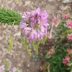 Cleomella serrulata Flower