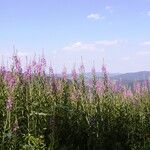 Epilobium angustifoliumFlower