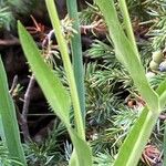 Bupleurum stellatum Leaf