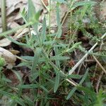 Arenaria montana Blatt