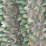 Alluaudia ascendens Hoja