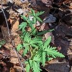 Cardamine concatenata 葉