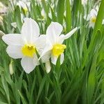 Narcissus tazetta Fleur