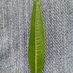 Epilobium angustifolium Leaf