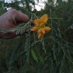 Sesbania drummondii Flower