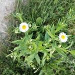 Erigeron annuus Flor