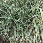 Phalaris arundinacea Feuille