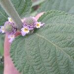 Lippia alba Blomst