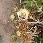 Carlina salicifolia Цветок