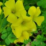 Oxalis pes-capraeЦветок