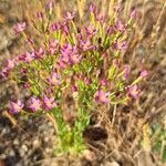 Centaurium erythraeaŽiedas